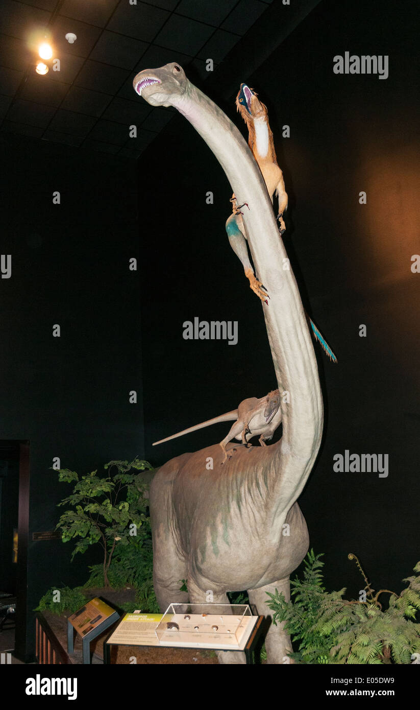 Bozeman, Montana Museum der Rockies, Dinosaurier Ausstellung, Sauropod unter Beschuss von Deinonychus Skulptur Stockfoto