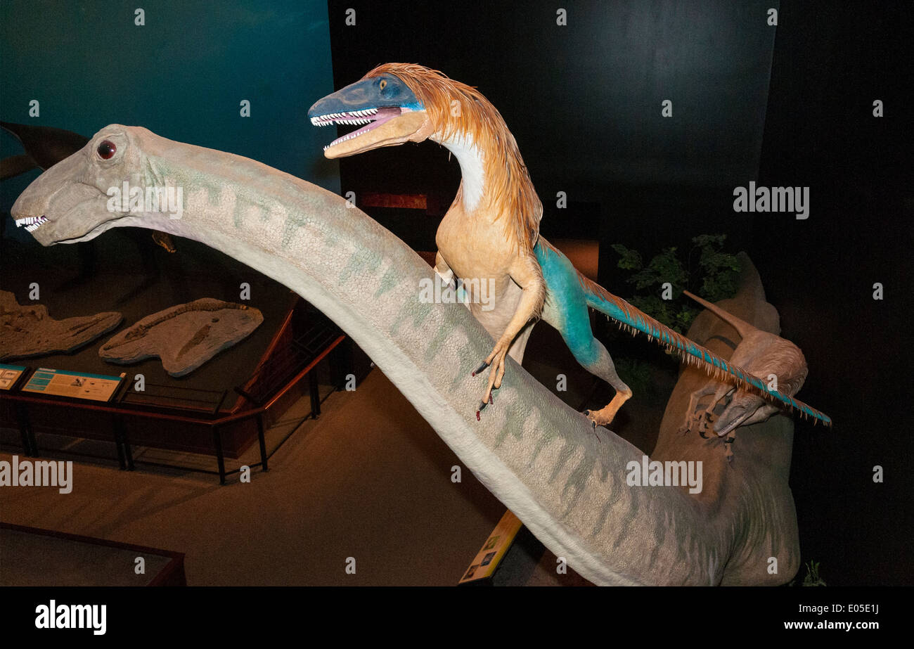Bozeman, Montana Museum der Rockies, Dinosaurier Ausstellung, Sauropod unter Beschuss von Deinonychus Skulptur Stockfoto