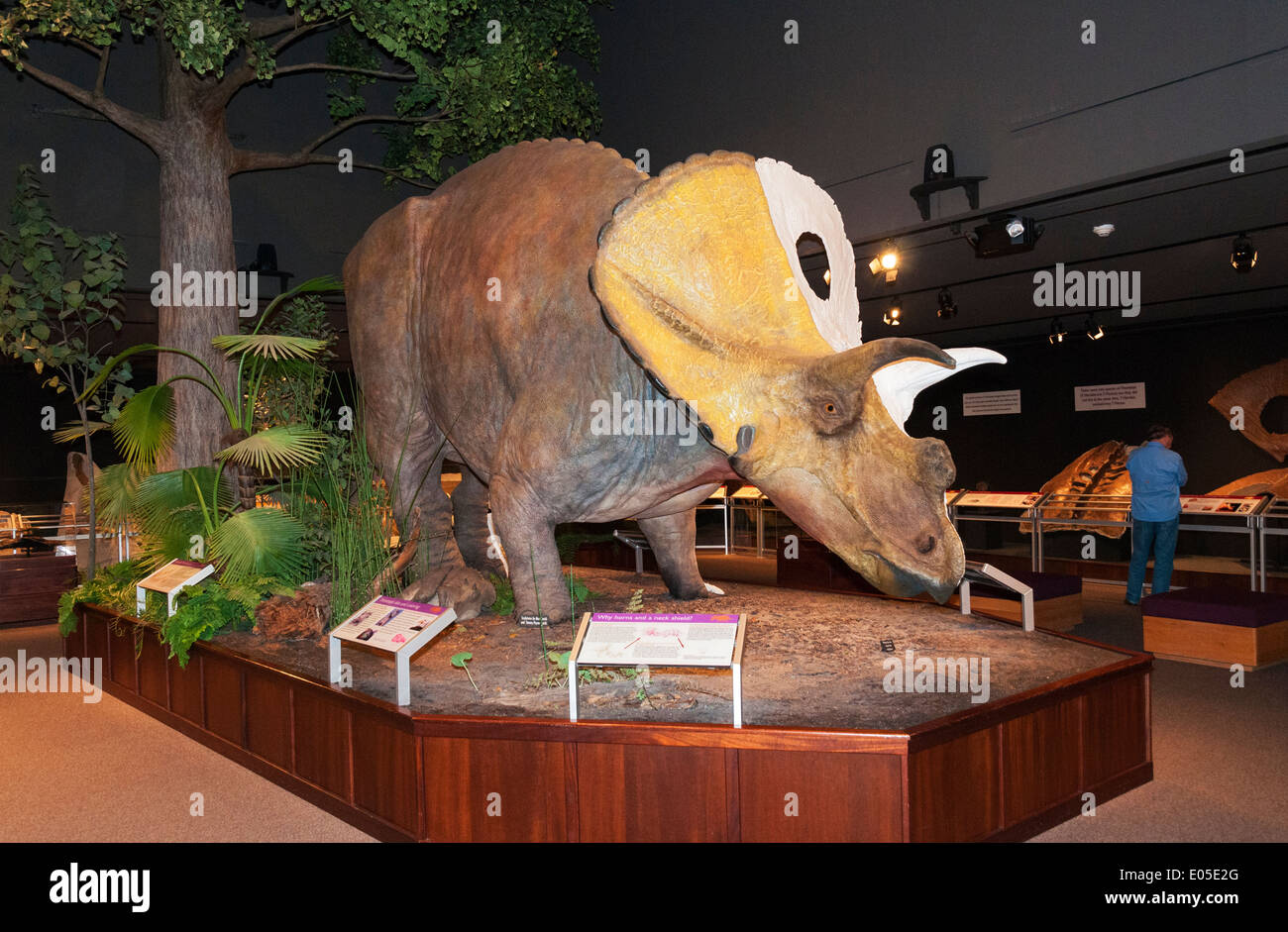 Bozeman, Montana Museum of the Rockies, Dinosaurier Ausstellung, Triceratops Horridus Skulptur Stockfoto