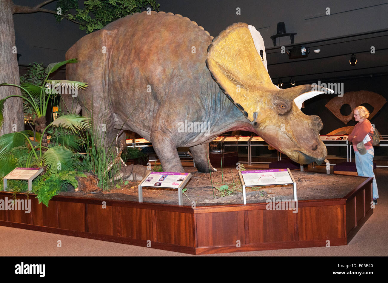 Bozeman, Montana Museum of the Rockies, Dinosaurier Ausstellung, Triceratops Horridus Skulptur Stockfoto