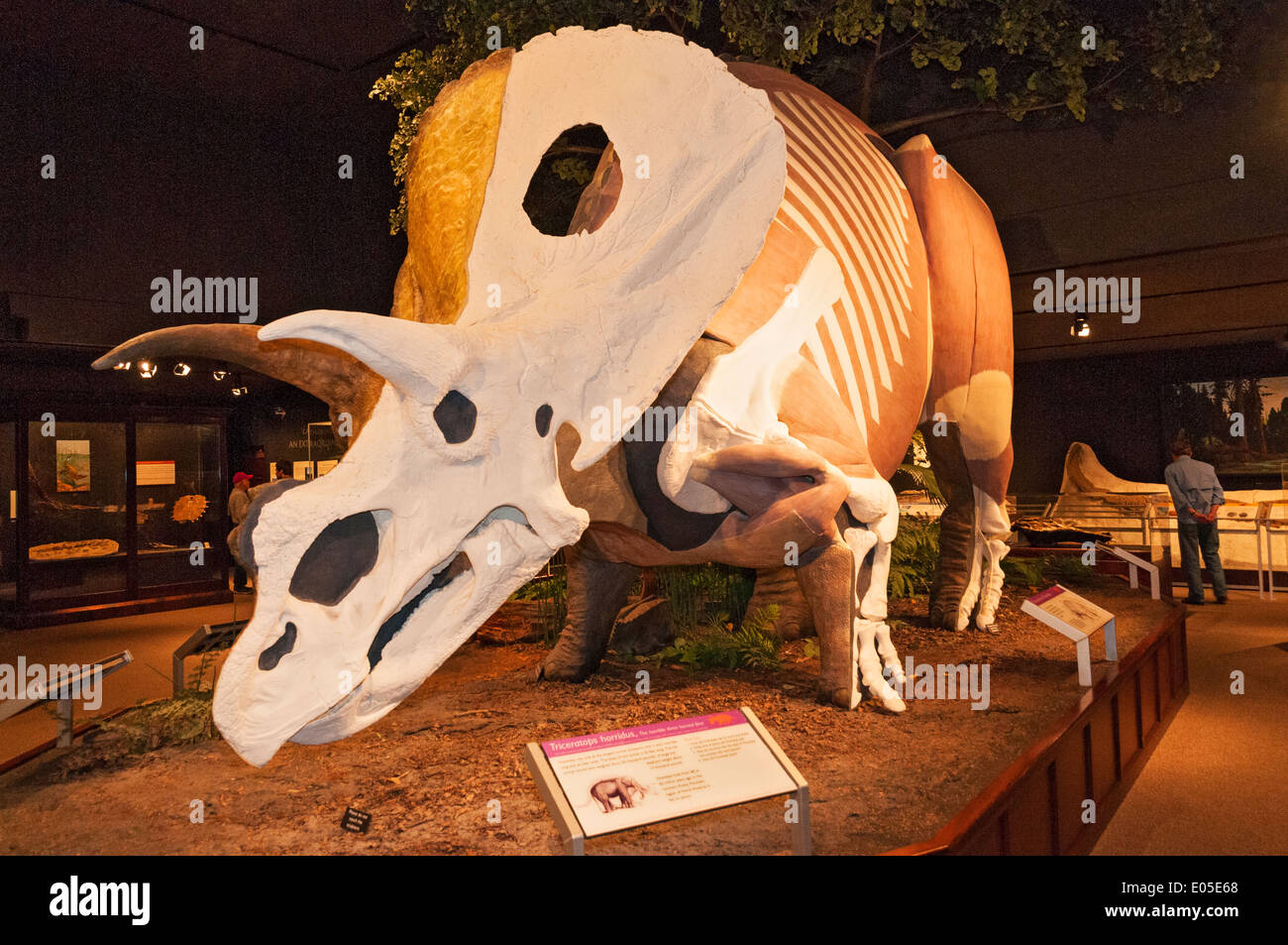 Bozeman, Montana Museum of the Rockies, Dinosaurier Ausstellung, Triceratops Horridus Skulptur Stockfoto