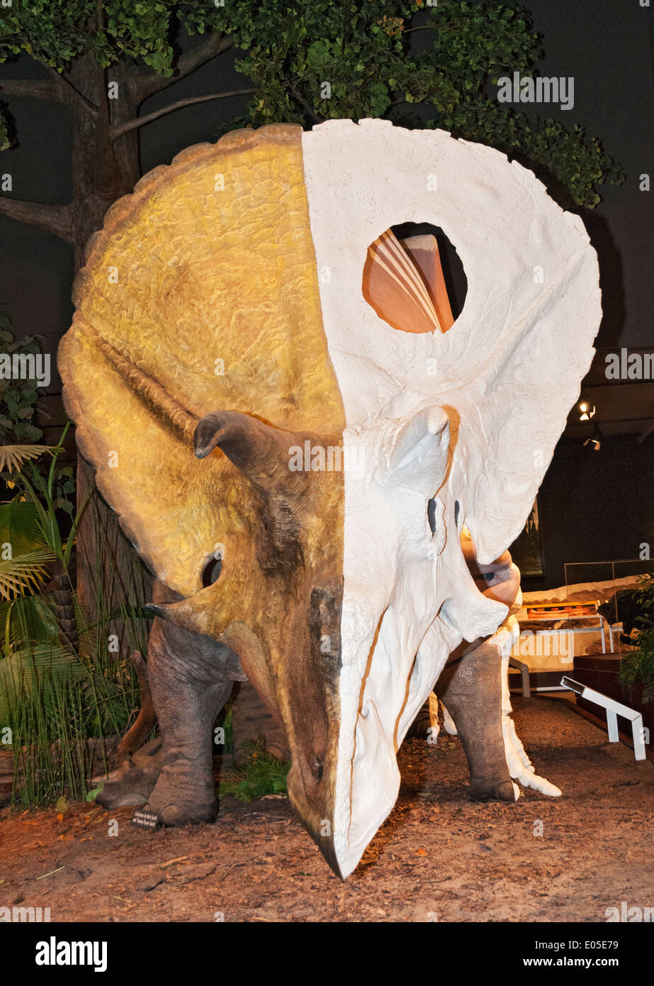 Bozeman, Montana Museum of the Rockies, Dinosaurier Ausstellung, Triceratops Horridus Skulptur Stockfoto