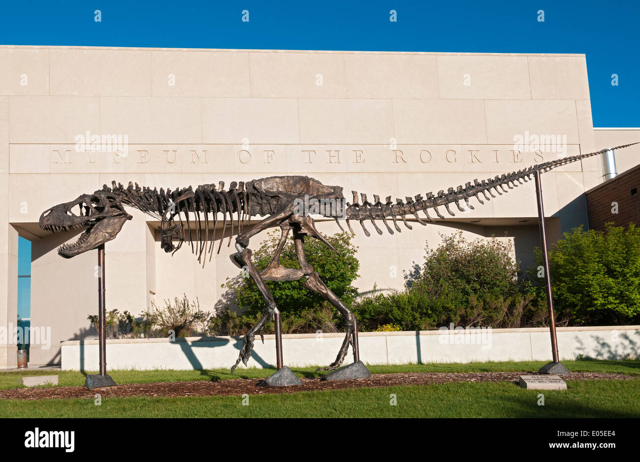 Bozeman, Montana Museum of the Rockies, Dinosaurier-Ausstellung Stockfoto