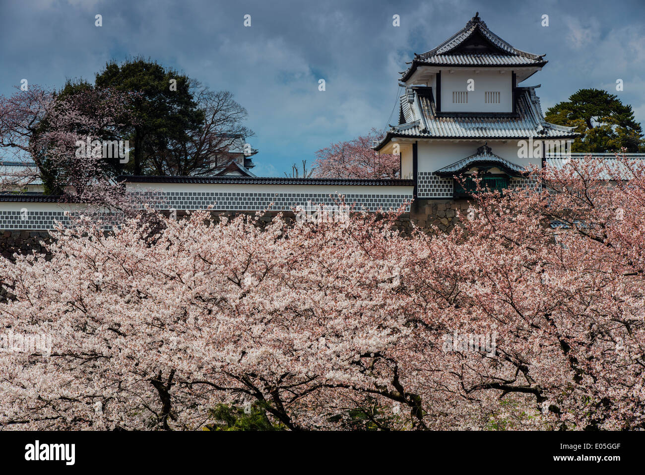 Blühende Kirschbäume im Frühling mit Kanazawa Burg hinter Kanazawa, Präfektur Ishikawa, Japan. Stockfoto