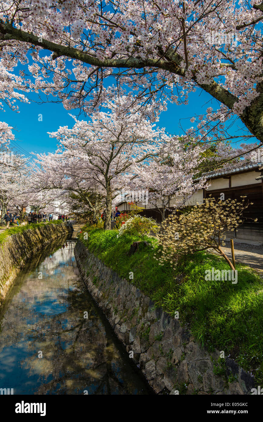 Blühende Kirschbäume im Frühling entlang der Tetsugaku keine Michi oder Pfad der Philosophie, Kyoto, Japan Stockfoto