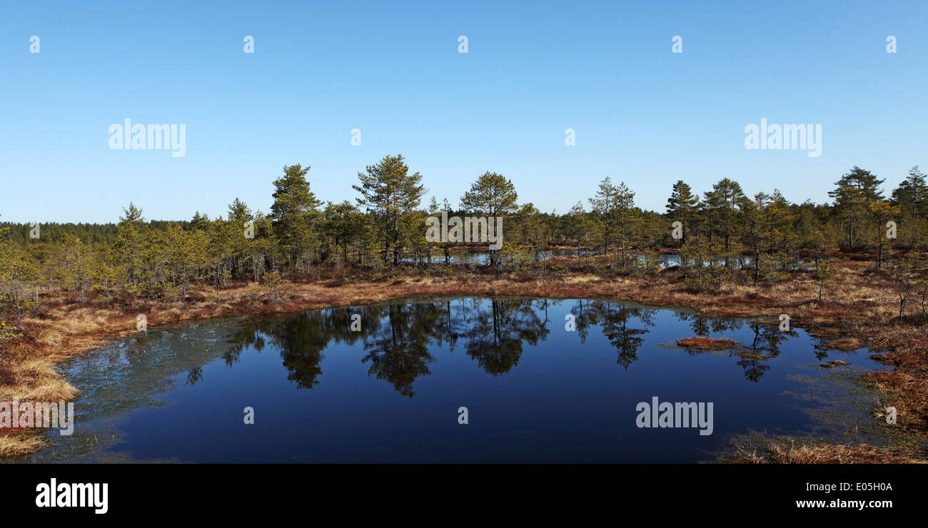 Ein Pool im Viru Bog in Lahemaa Nationalpark, Estland. Stockfoto