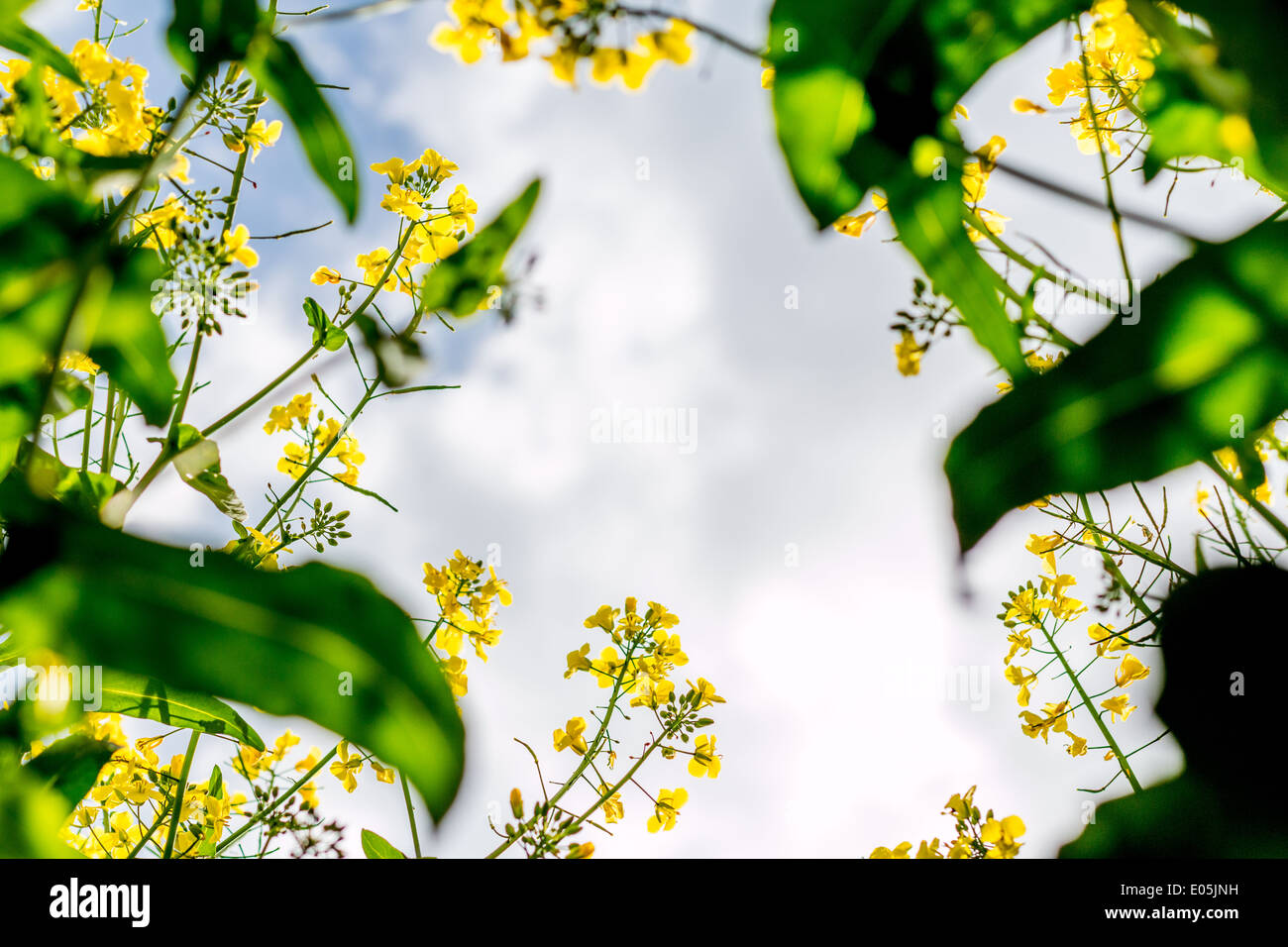 Raps unter blauem Himmel Stockfoto