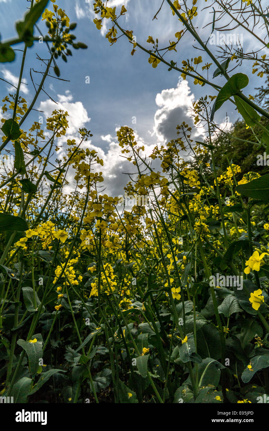 Raps unter blauem Himmel Stockfoto