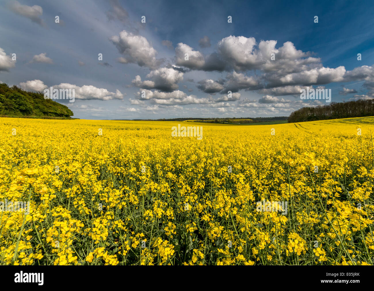 Raps unter blauem Himmel Stockfoto