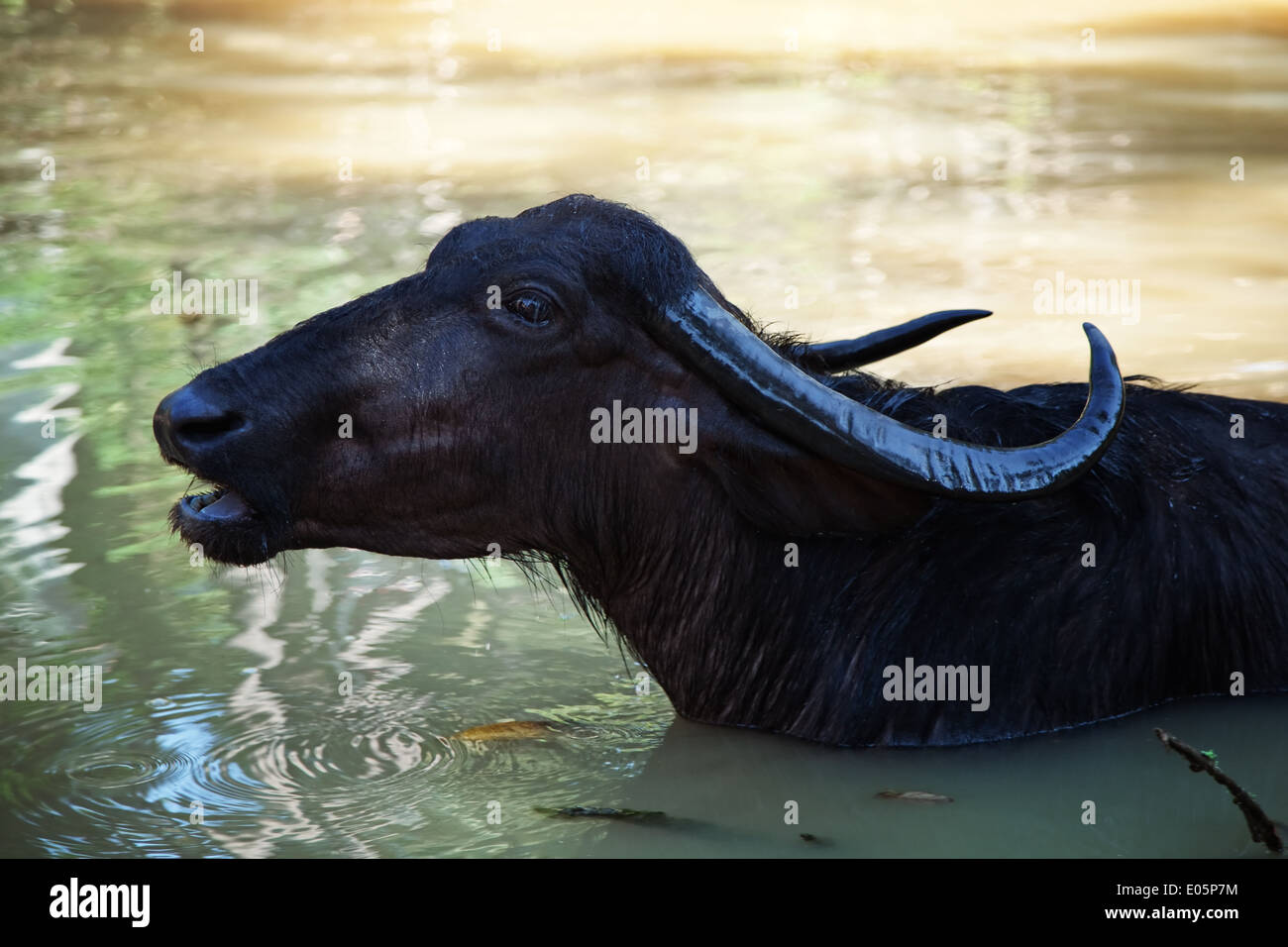 schwarzer Büffel Schwimmen im See closeup Stockfoto