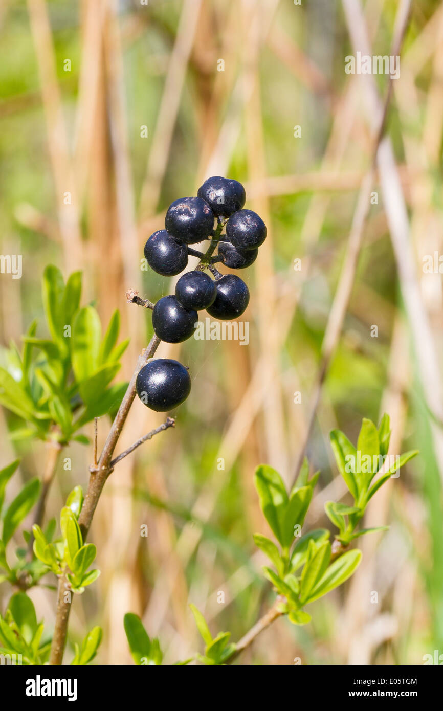 Liguster-Waldbeeren Stockfoto