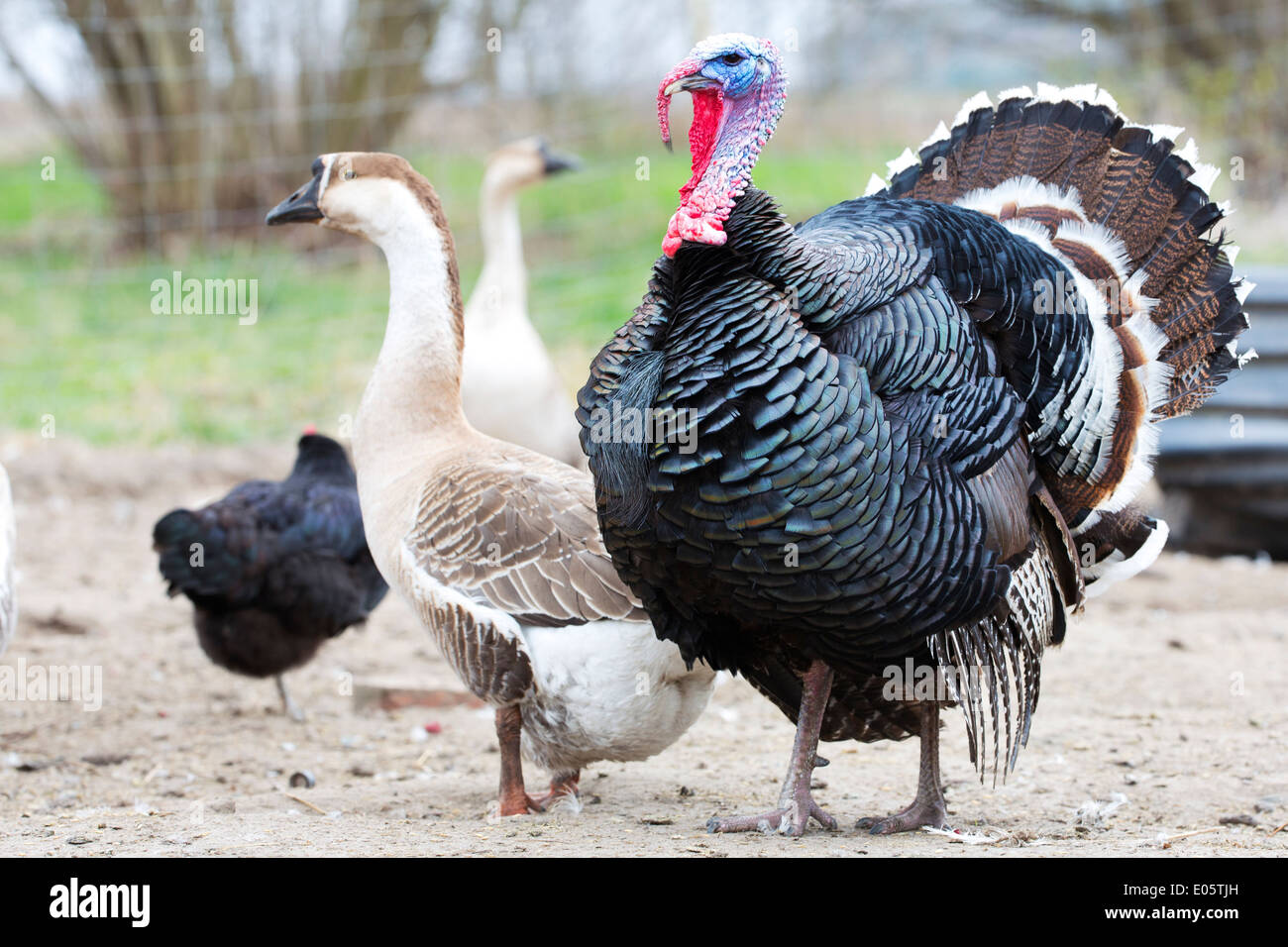 Türkei auf dem Bauernhof Stockfoto