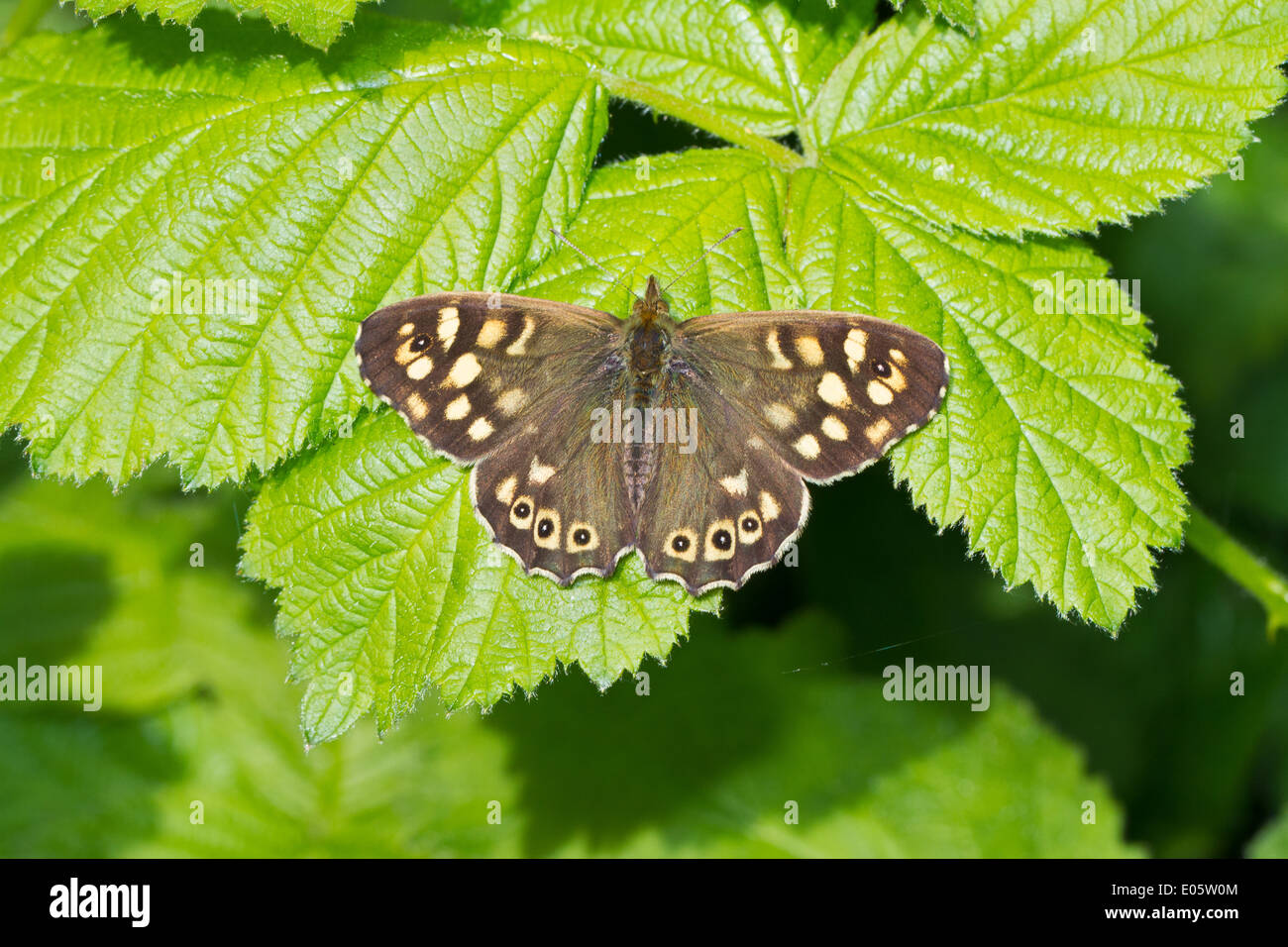 Gesprenkelte Holz Schmetterling Stockfoto