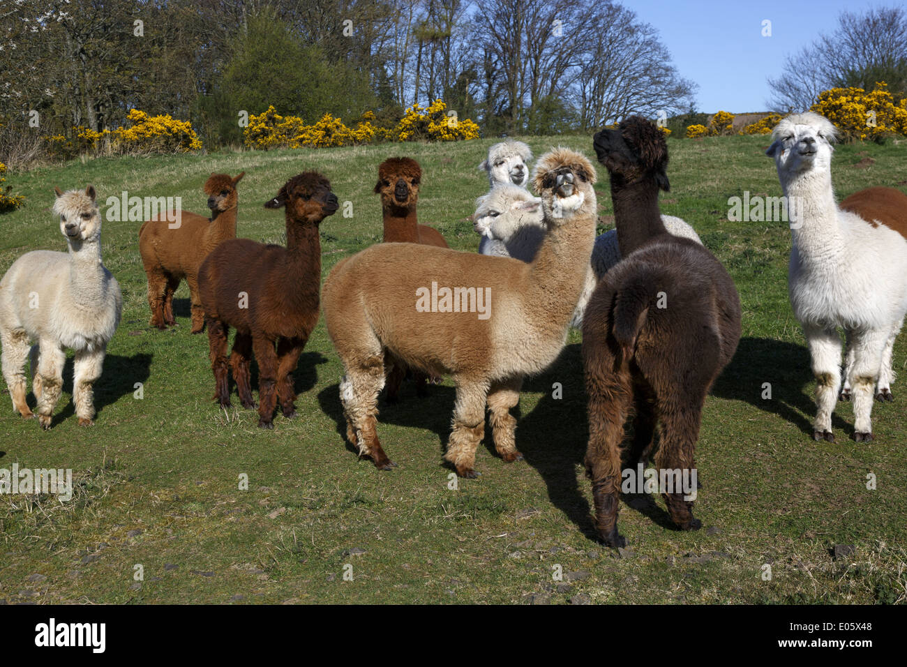Kleine Herde Alpaka zeigen Ihre geschwollene Woolly Vliese in einem Schottischen Feld im Frühling, mit gelbem Ginster im Hintergrund Stockfoto