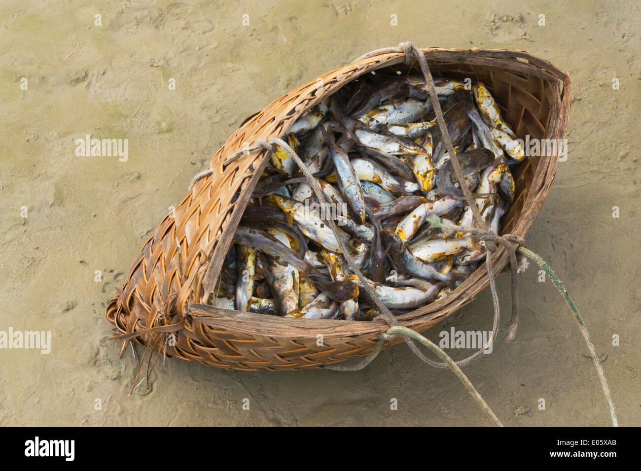 Korb mit Fisch am Strand entlang des Flusses Preguicas, Bundesstaat Maranhao, Brasilien Stockfoto