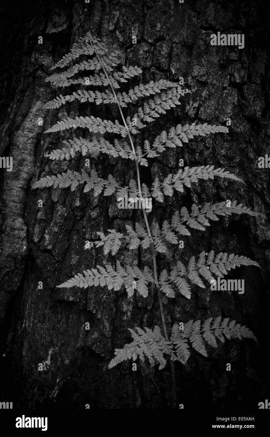 Farn Blatt in schwarz und wei Stockfotografie - Alamy
