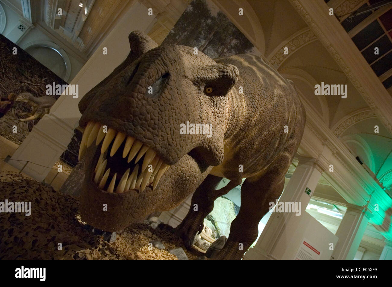 Ein lebensgroßes T-Rex Ausstellung in Birmingham Museum & Art Gallery. Mit einem breiten abgewinkelte Objektiv gedreht. Stockfoto