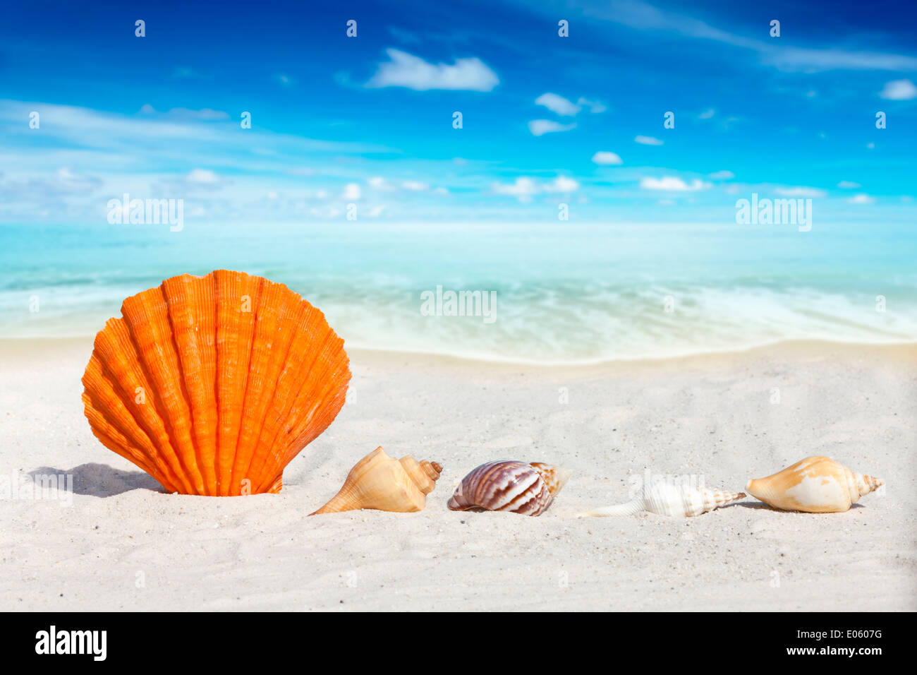 Jakobsmuschel Muschel und einige andere Muscheln am Strand mit viel Textfreiraum Stockfoto