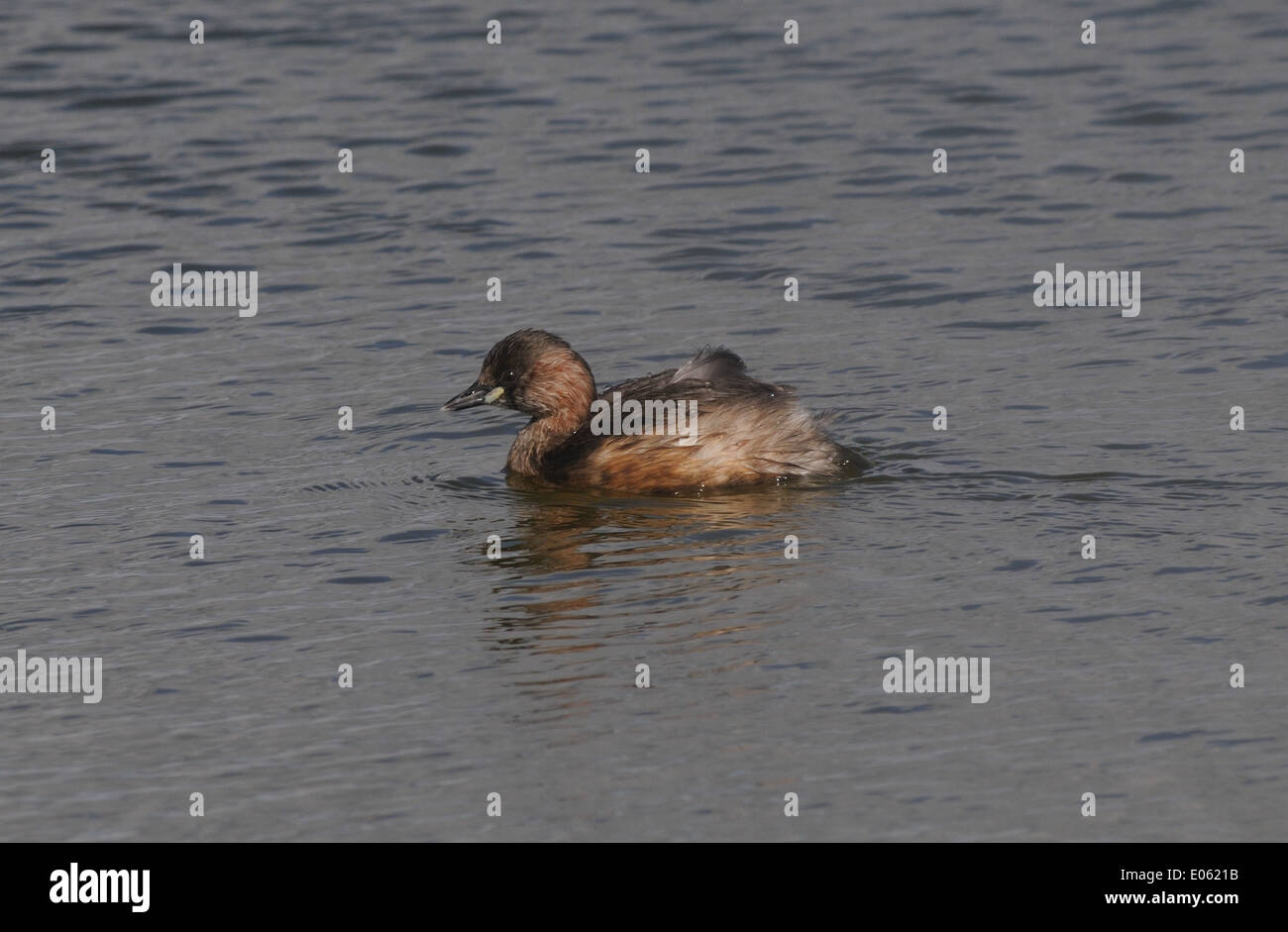 Wenig Grebe (Tachybaptus Ruficollis), Dabchick, in der Zucht Gefieder. Rye Harbour Nature Reserve, Rye Harbour, Sussex, UK. Stockfoto
