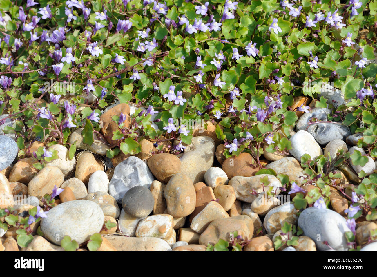 Efeu-leaved Leinkraut (Cymbalaria Muralis, Linaria Cymbalaria) wächst in Kies hinter dem Strand am Hafen von Roggen. Stockfoto