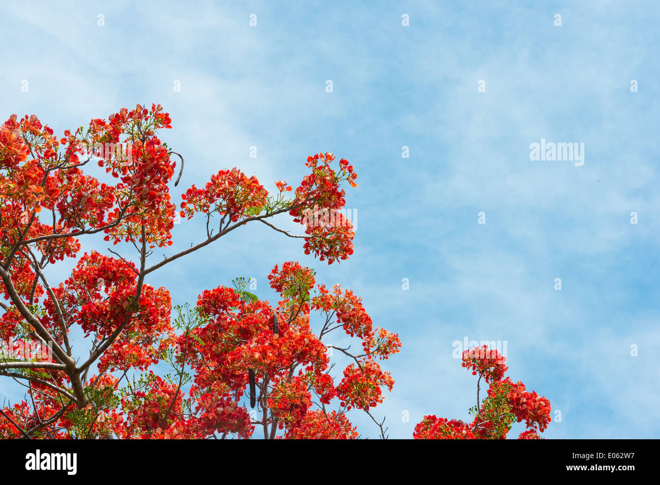 Pfau-Blume mit dem Himmel Stockfoto