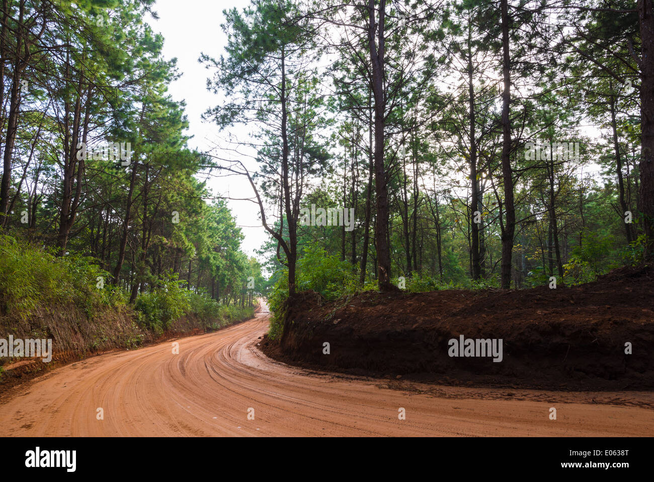 Rote Straße im Wald Stockfoto