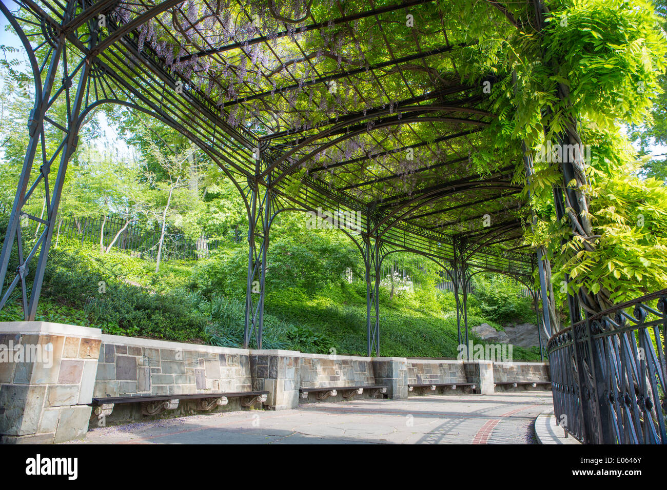 Blauregen-Pergola im Central Park, NY, USA Stockfoto