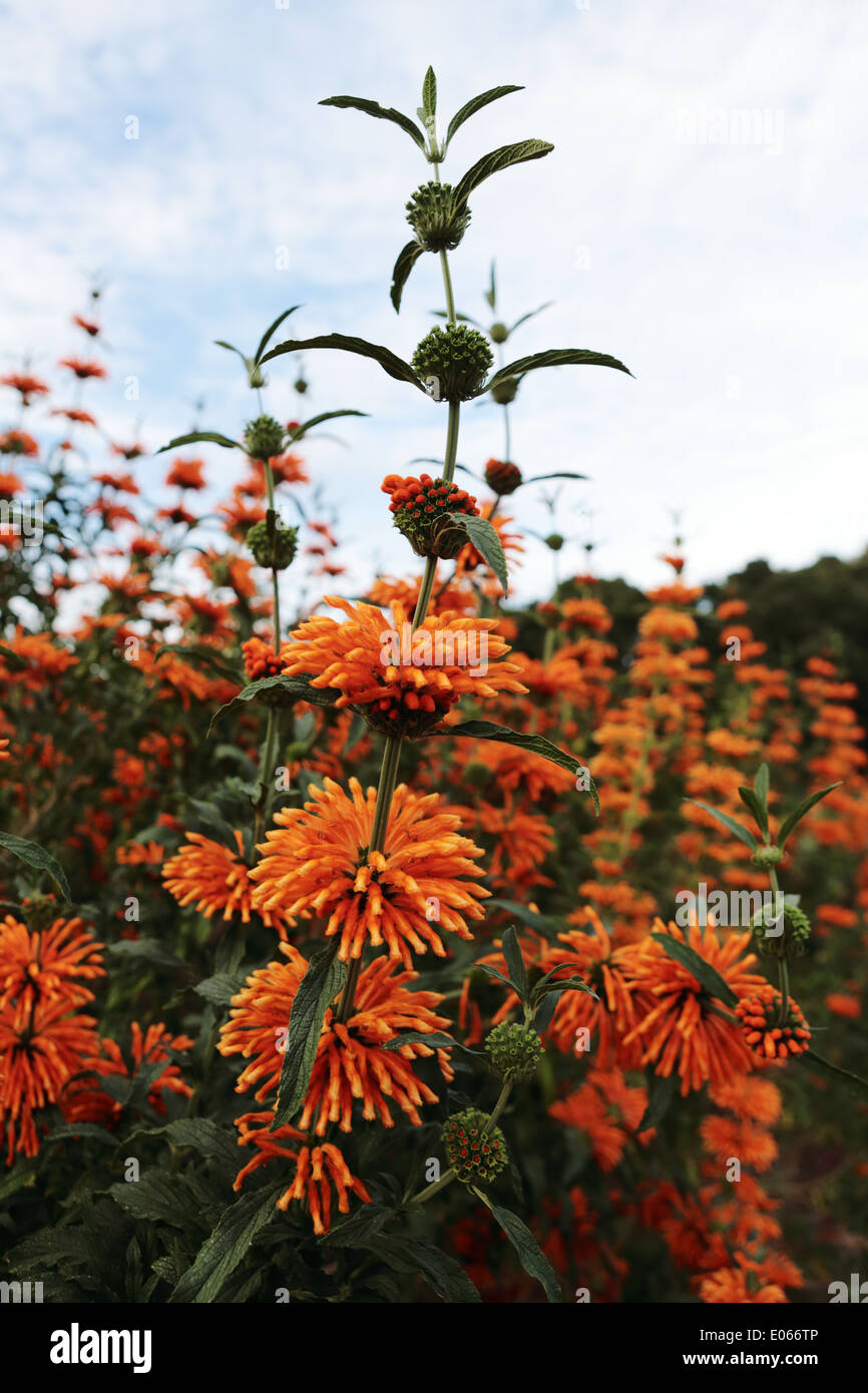 Hell orange Fotos und Bildmaterial in hoher Auflösung Alamy