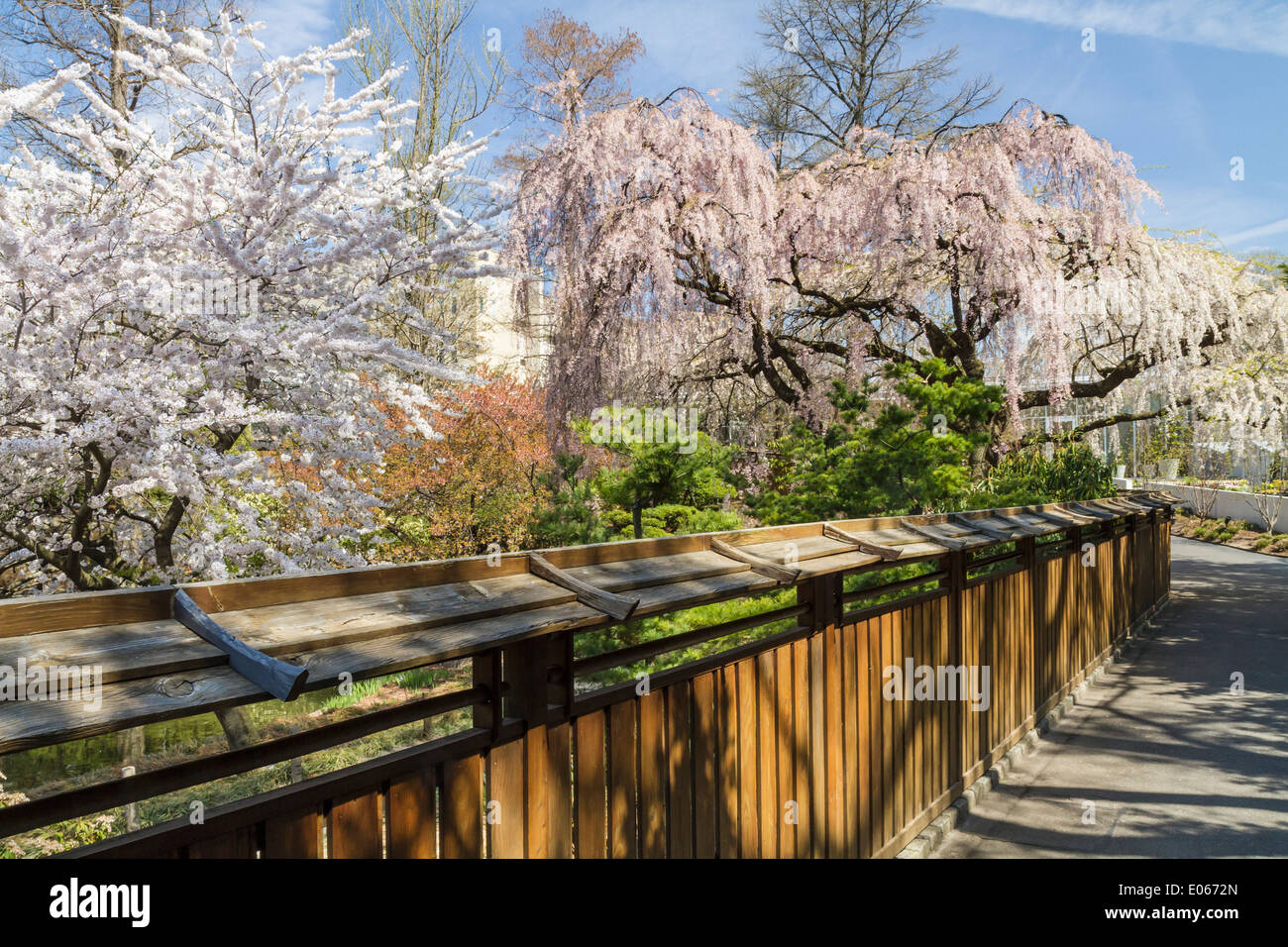 Kirschbaum Zweige Uberhang Die Wand Der Japanische Garten In