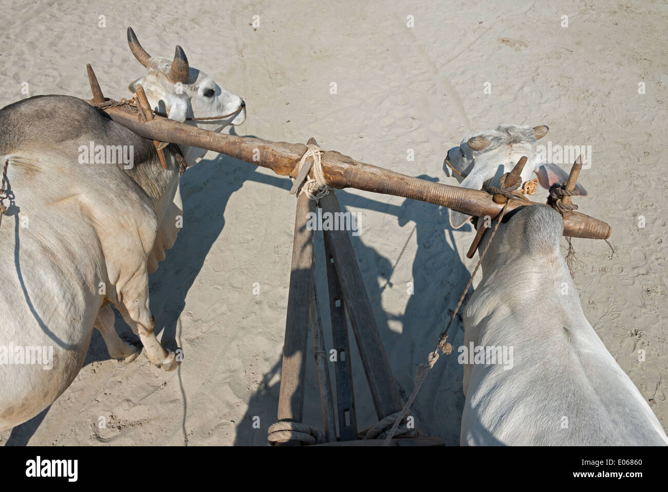 Ochsenkarren, Mingun, Myanmar Stockfoto