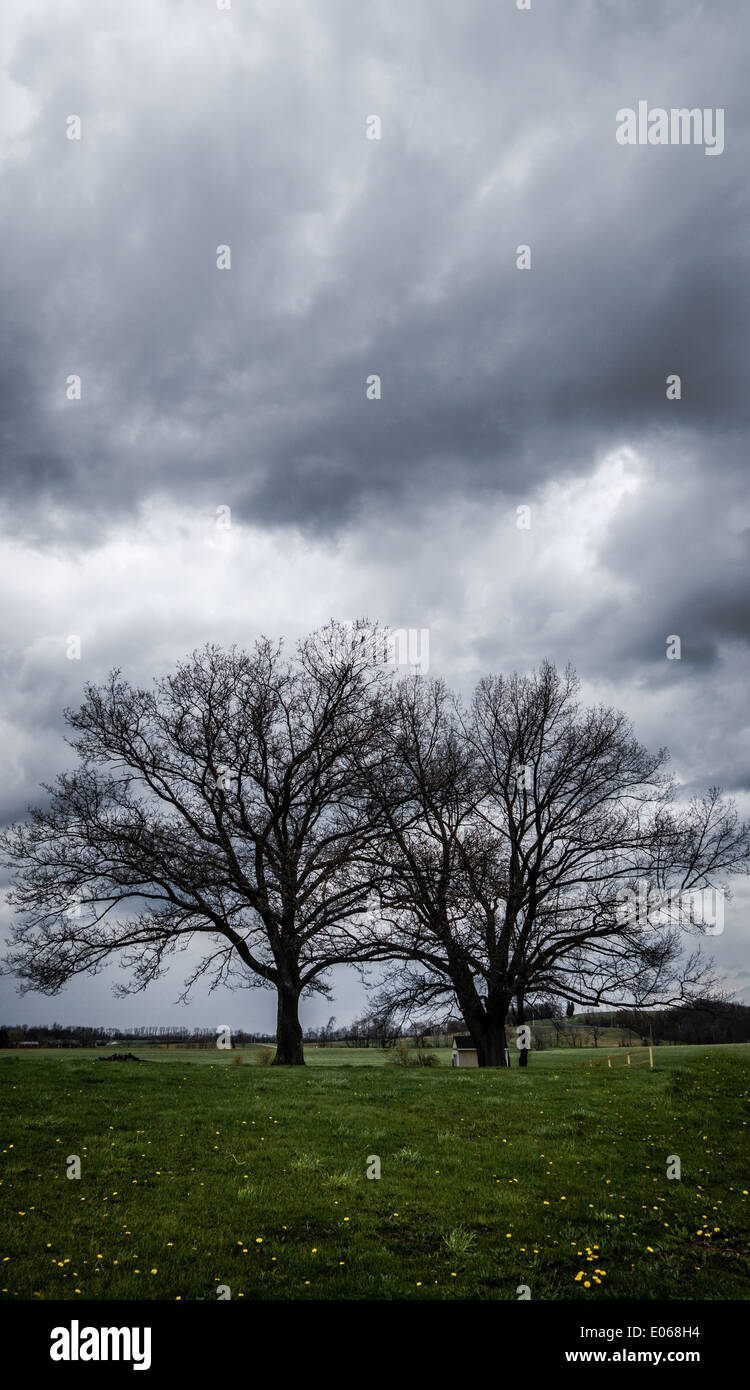 Zwei Bäume in einem Feld unterhalb einer dunklen, stürmischen Himmel. Stockfoto