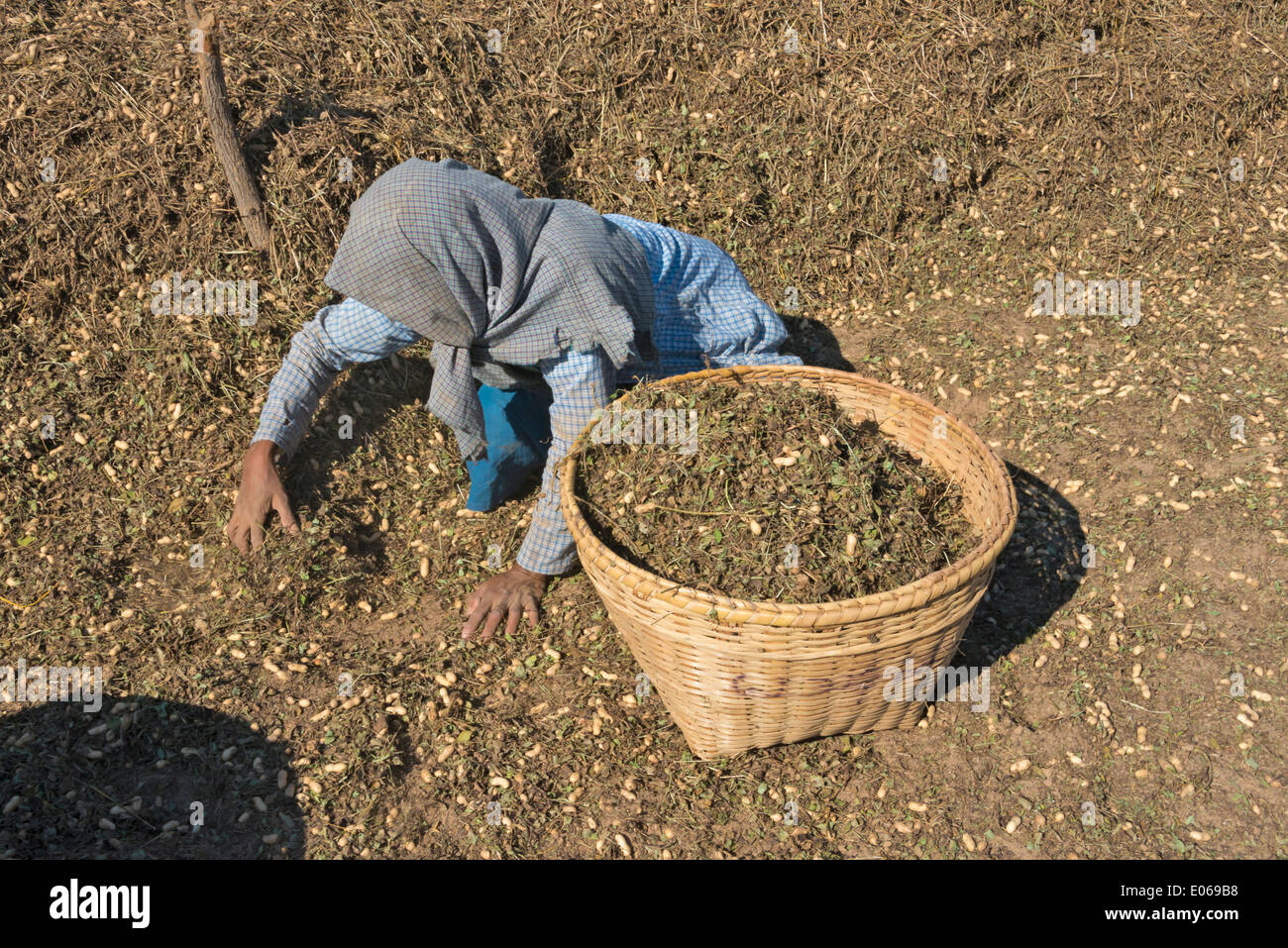 Landwirt Ernte Erdnüsse, Bagan, Myanmar Stockfoto