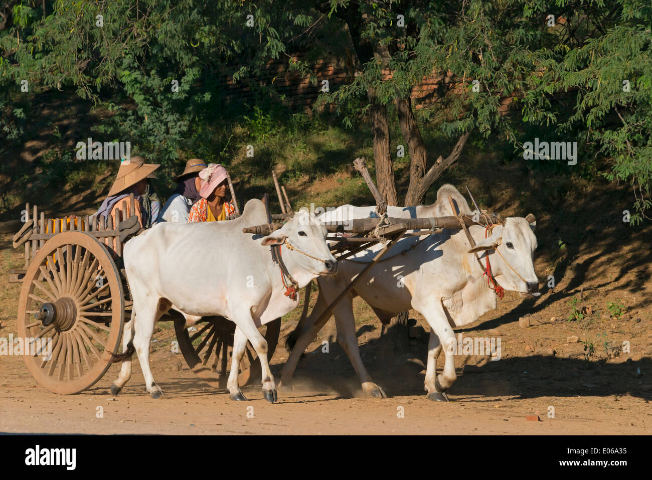 Ochsenkarren, Bagan, Myanmar Stockfoto