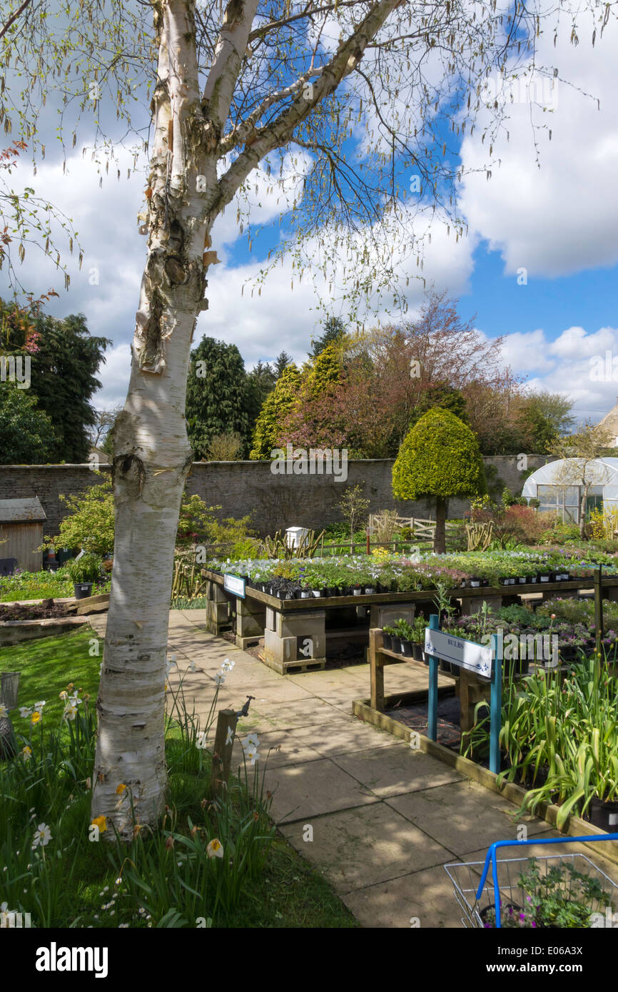 Eine Silber-Birke in einem gut sortierten Gartencenter im Frühjahr. Stockfoto