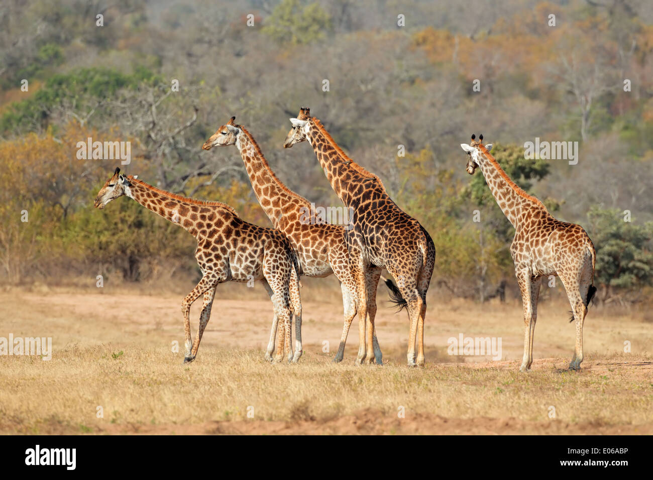 Kleine Herde Giraffen (Giraffa Plancius) in der afrikanischen Savanne Stockfoto