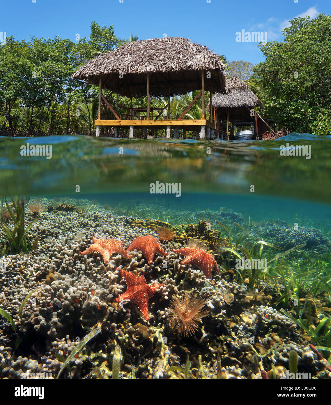 Tropischen Szene in der Karibik mit einem strohgedeckten Hütte über Wasser und unter Wasser ein Korallenriff mit Seestern Stockfoto