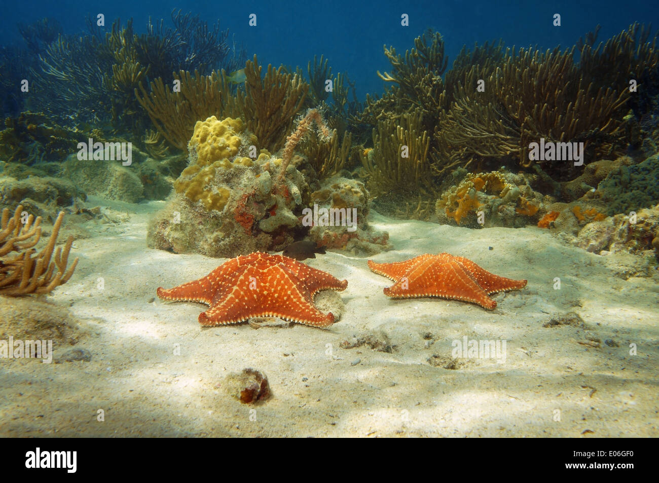 Zwei Seesterne unter Wasser auf Sandboden mit Korallen im Hintergrund, Karibik Stockfoto