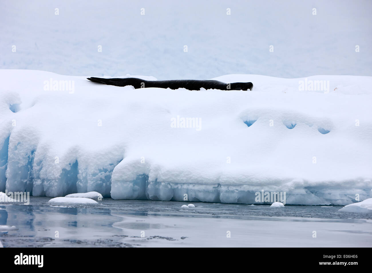 Leopard Seal Hydruga Leptonyx auf schneebedeckten Packeis der Antarktis Fournier Bucht liegend Stockfoto