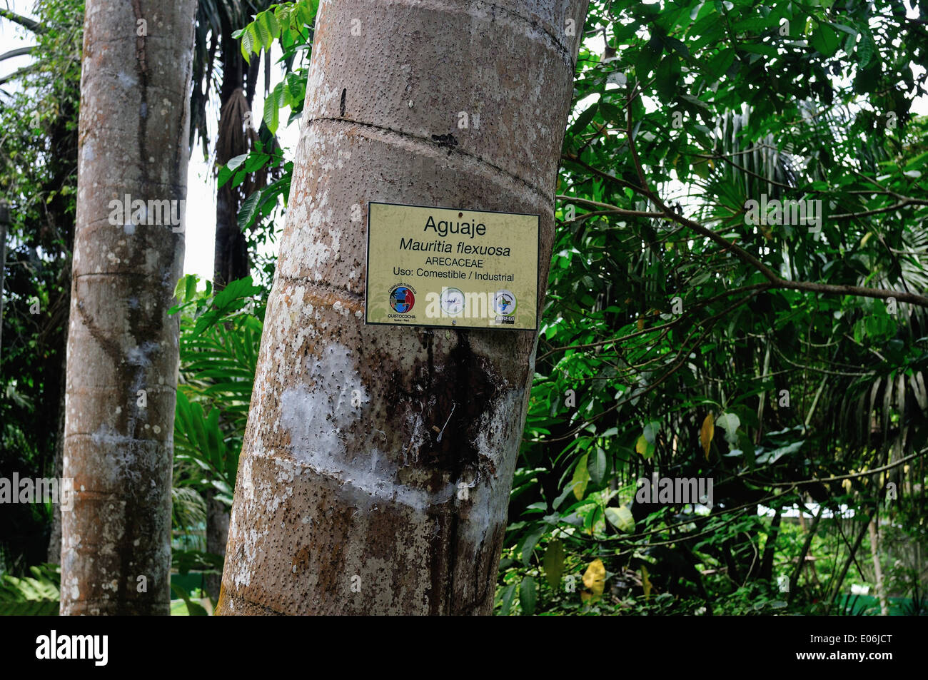 Aguaje Baum - QUISTOCOCHA - Tierpark in IQUITOS. Abteilung von Loreto. Peru Stockfoto