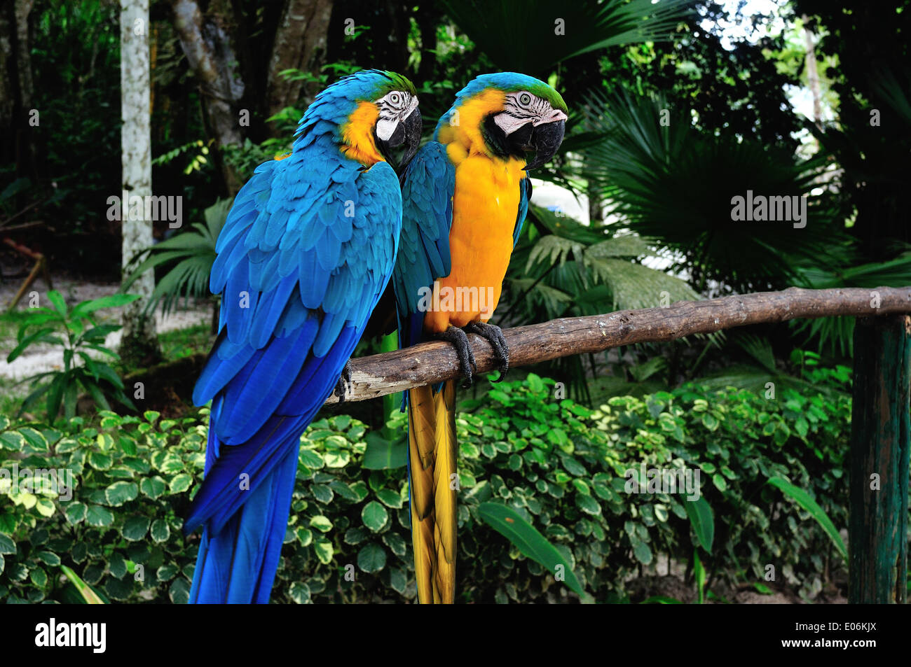 Papagei - QUISTOCOCHA - Tierpark in IQUITOS. Abteilung von Loreto. Peru Stockfoto