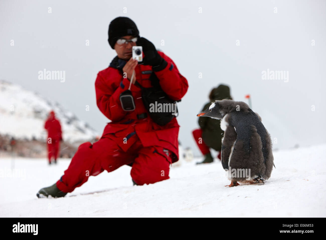 asiatischen männlichen Touristen auf Landausflügen Fotografieren von Gentoo Pinguine auf Pinguin-Kolonie in der Antarktis Cuverville island Stockfoto