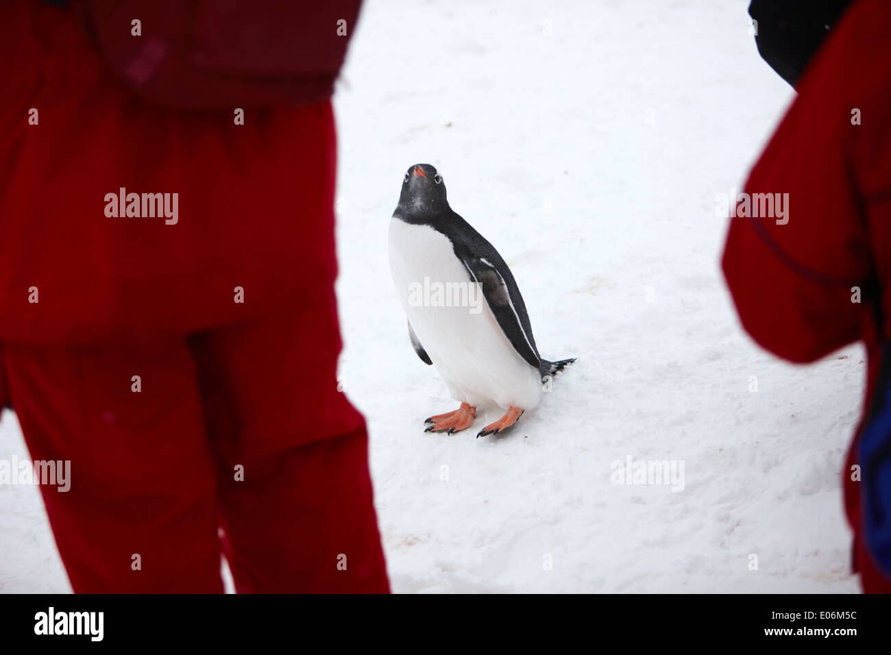 Pinguin betrachten Menschen auf Landausflügen zu Gentoo-Pinguin-Kolonie in der Antarktis Cuverville island Stockfoto