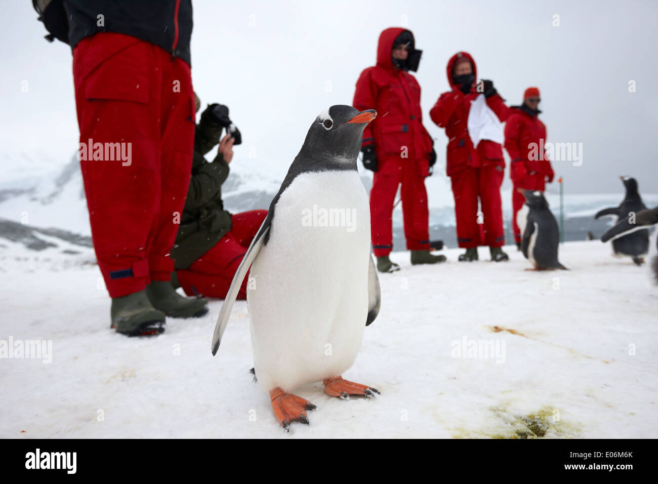 Gentoo Pinguin mit Leuten auf Landausflügen antarktis Abenteuer Urlaub zu Gentoo Pinguin Kolonie auf Cuverville Island Antarktis Stockfoto