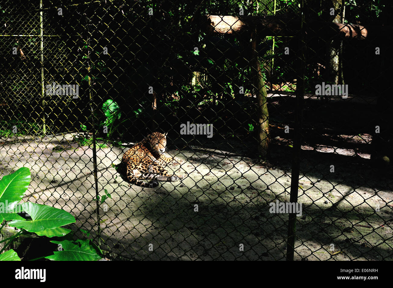 Jaguar - QUISTOCOCHA - Tierpark in IQUITOS. Abteilung von Loreto. Peru Stockfoto