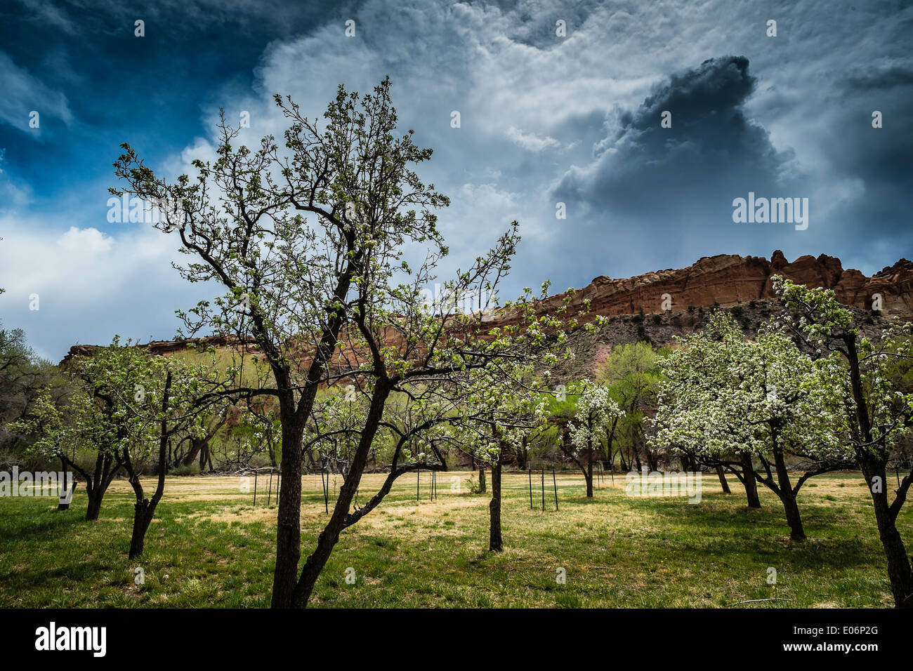 Apfelbäume in Fruita, Capitol Reef National Park, Utah, USA Stockfoto