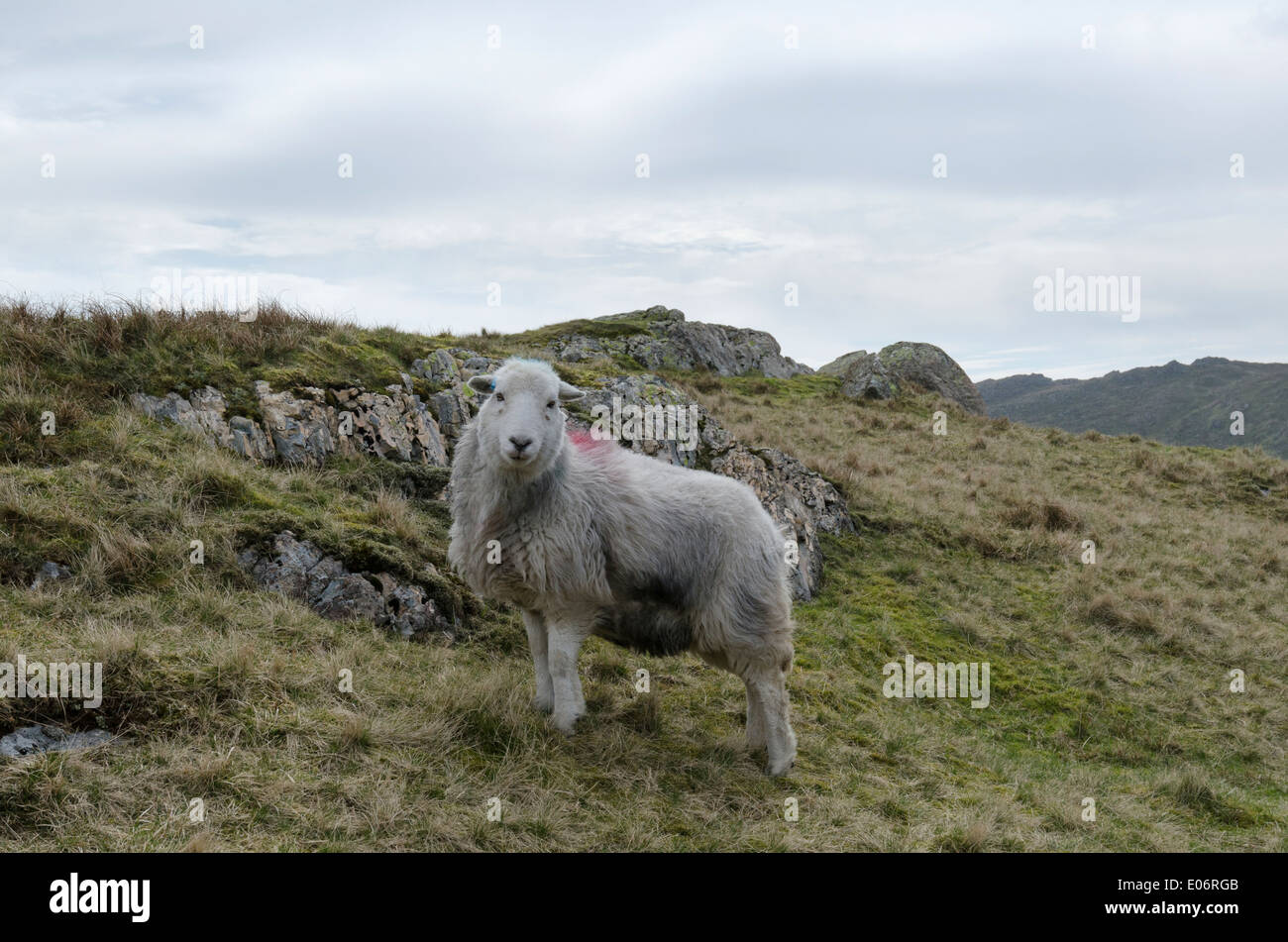 Herdwick Schaf in Easedale, Lake District, in der Nähe von Kalb Crag Stockfoto