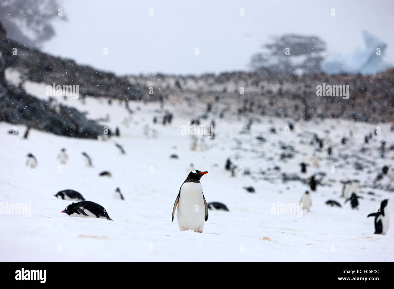einzigen Pinguin stehend entlang am Rand des Gentoo-Pinguin-Kolonie in der Antarktis Cuverville island Stockfoto
