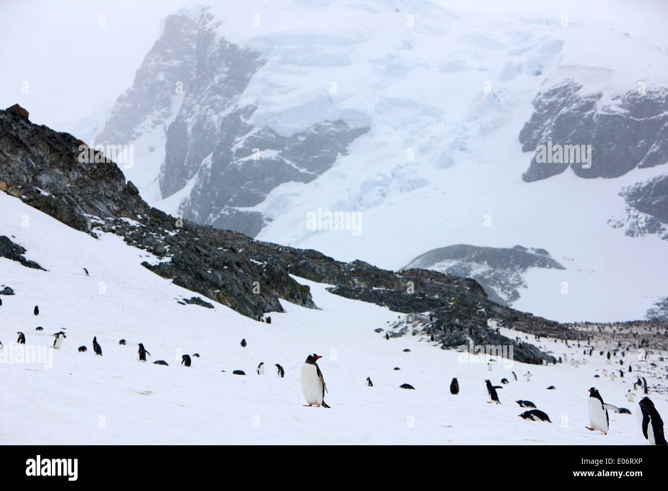 einzigen Pinguin stehend entlang am Rand des Gentoo-Pinguin-Kolonie in der Antarktis Cuverville island Stockfoto