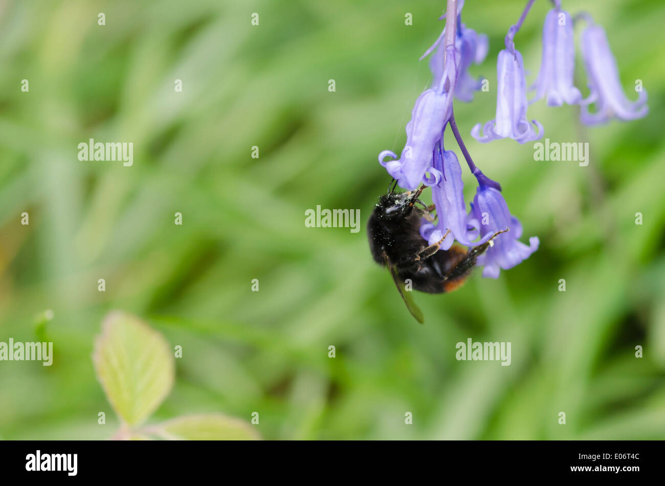 Bluebell Blumen in einem Cumbrian Holz kündigt die Ankunft des Frühlings. Eine Orange-Talsohle Hummel ist Fütterung auf eine Glockenblume Stockfoto