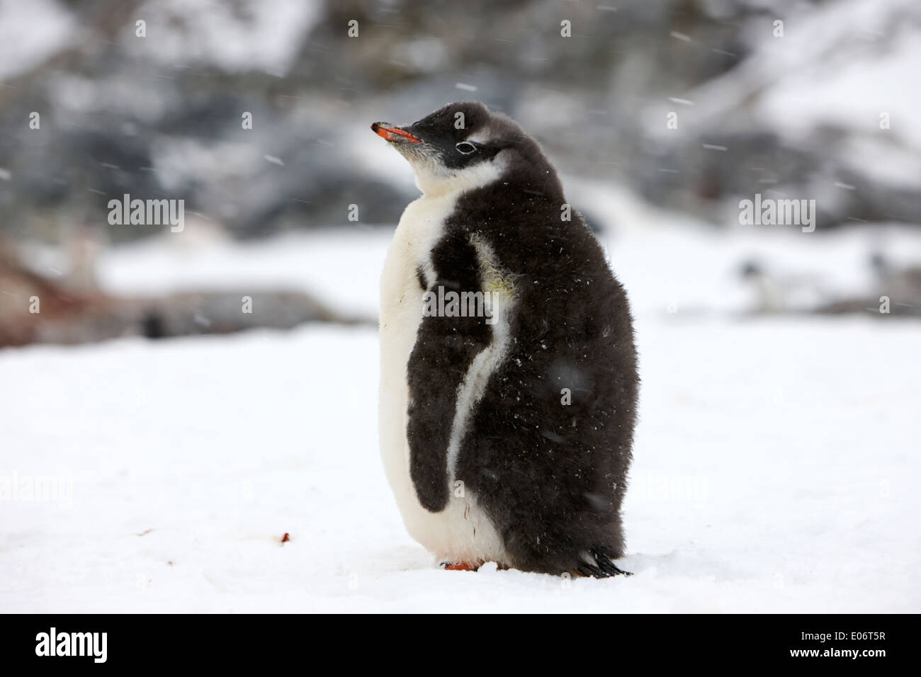 einzelne Jugendliche Pinguin auf Cuverville Island Antarktis Stockfoto